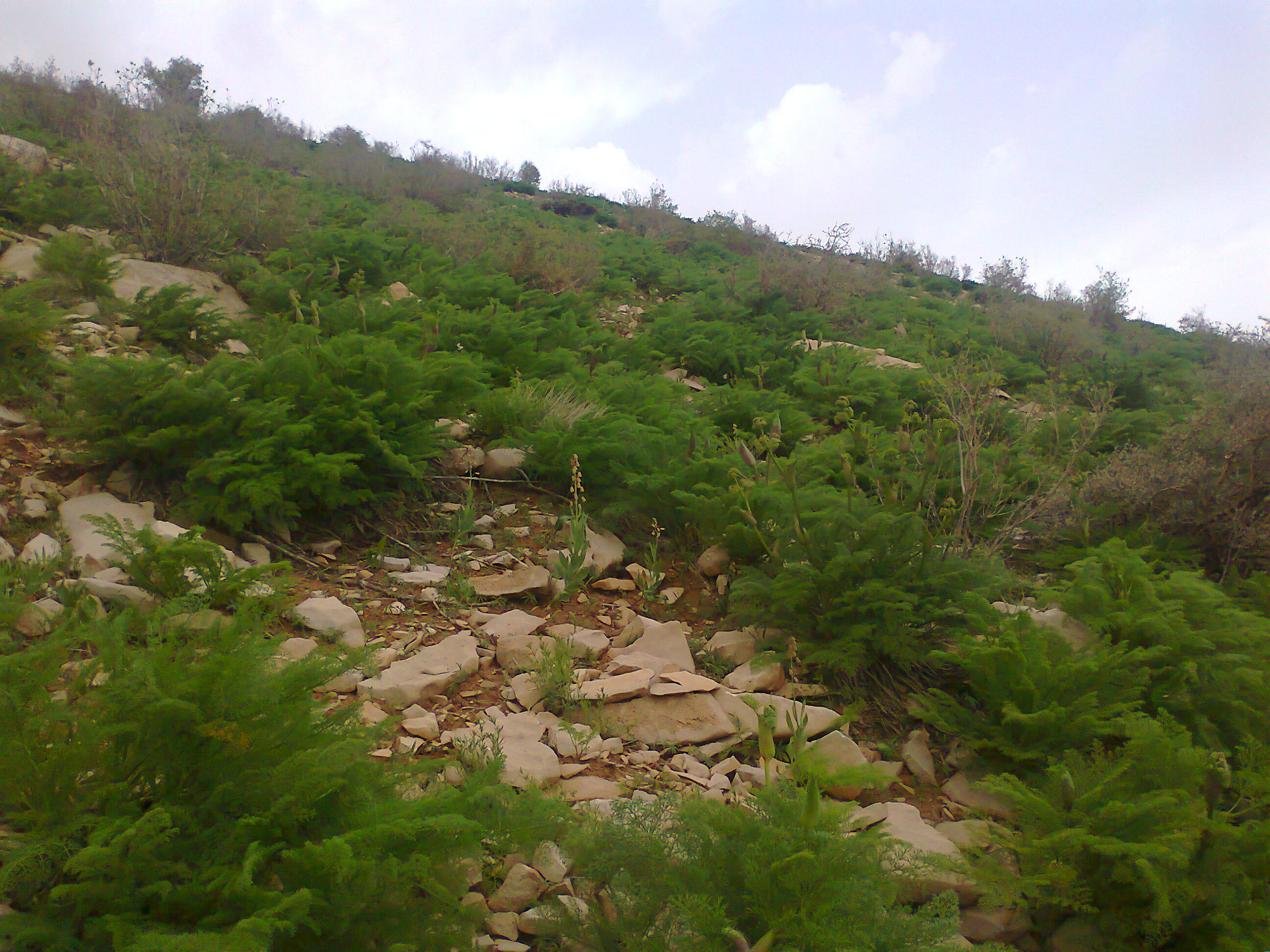 پنجره دوم- سرپل ذهاب