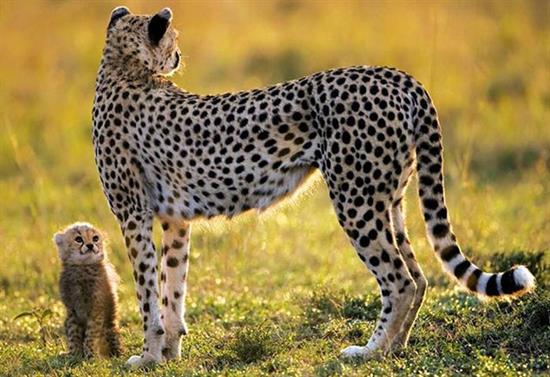 عكس هاي زيبا از دنياي حيوانات