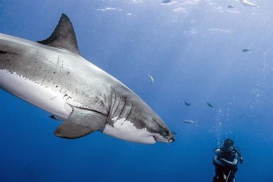 عكس هاي زيبا از دنياي حيوانات