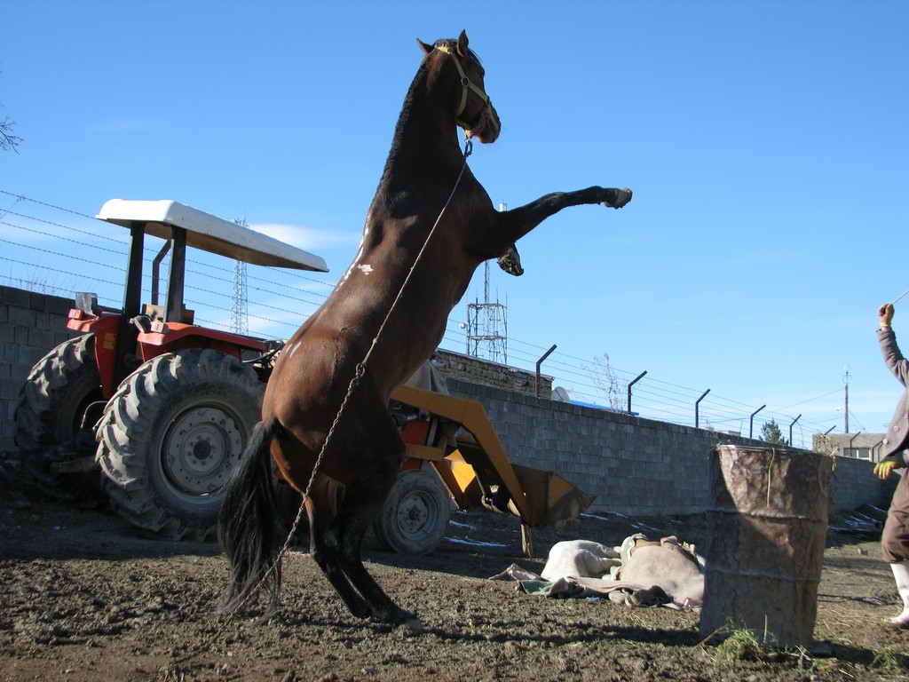 عكس از رضاحسين زاده