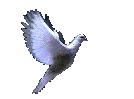 http://s5.picofile.com/file/8104998300/sheklak2_11_.gif