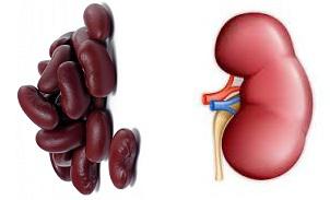 شباهت لوبیا قرمز به کلیه انسان