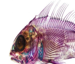 هنر عکاسی: تصاویر تحسین‌برانگیز از درون ماهی‌ها