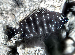 white – spotted cichlid