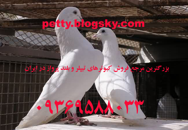 کبوتر تیپلر - کبوتر پرشی - کبوتر پاکستانی - کبوتر تهرانی - کبوتر بلند پرواز