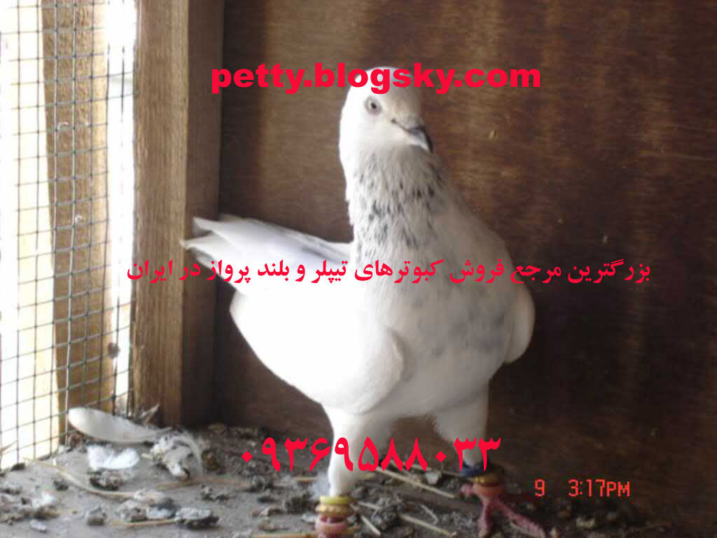کبوتر تیپلر - کبوتر پرشی - کبوتر پاکستانی - کبوتر تهرانی - کبوتر بلند پرواز