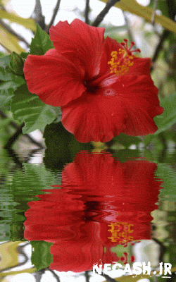 تصویر متحرک گل برای زیباسازی وبلاگ