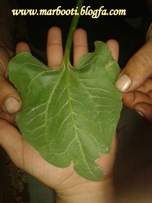 http://s5.picofile.com/file/8105965084/toroshe3.jpg