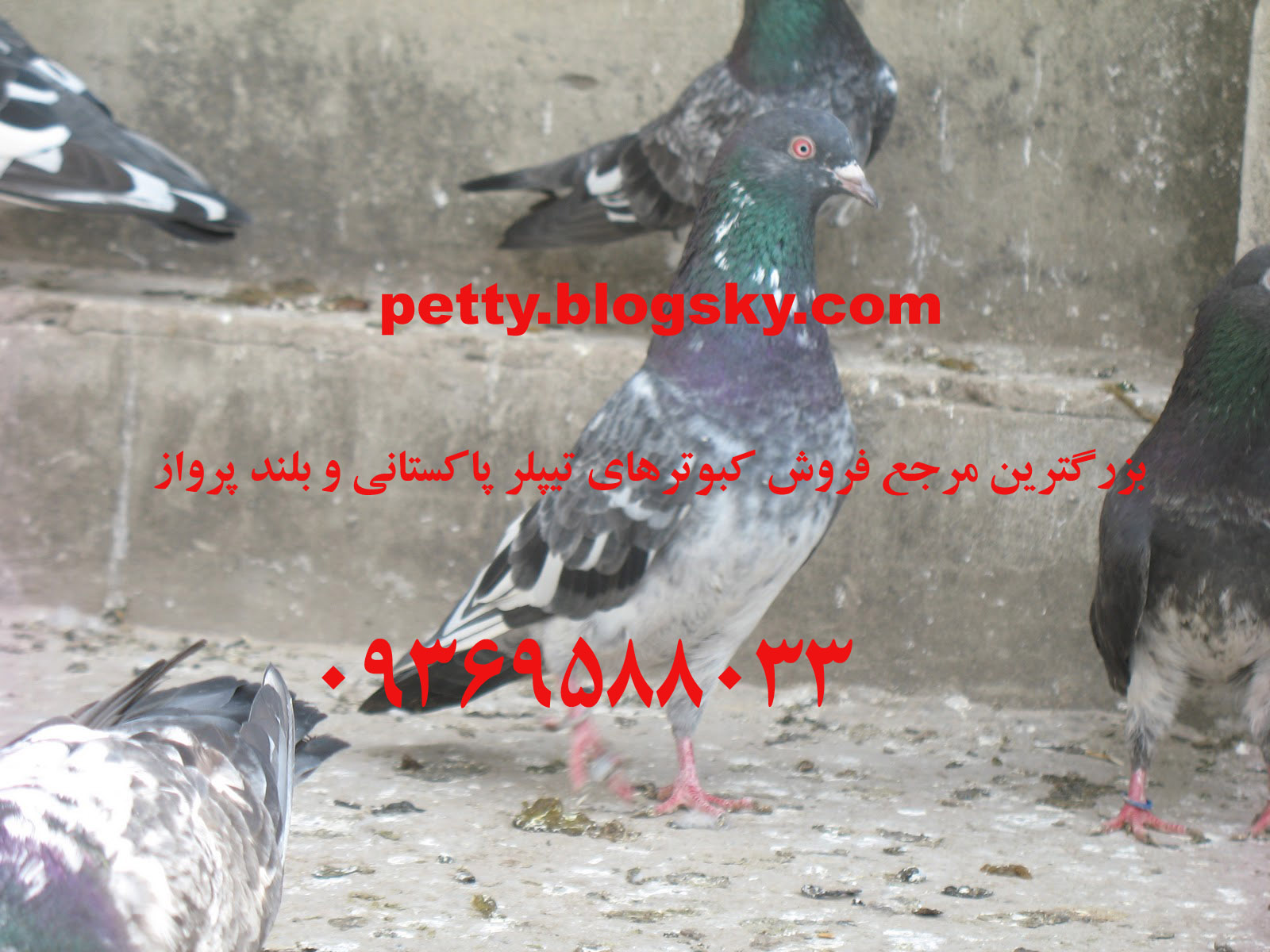 کبوتر زیبا تیپلر کبوتر پاکستانی