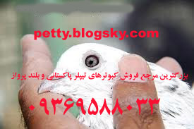 کبوتر زیبا تیپلر کبوتر پاکستانی