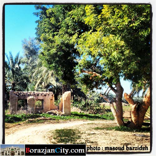 تصویری زیبا و چشم نواز از طبیعت حومه برازجان