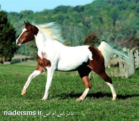 تصاویر ناب و زیبای اسب ها برای کامپیوتر دی 92