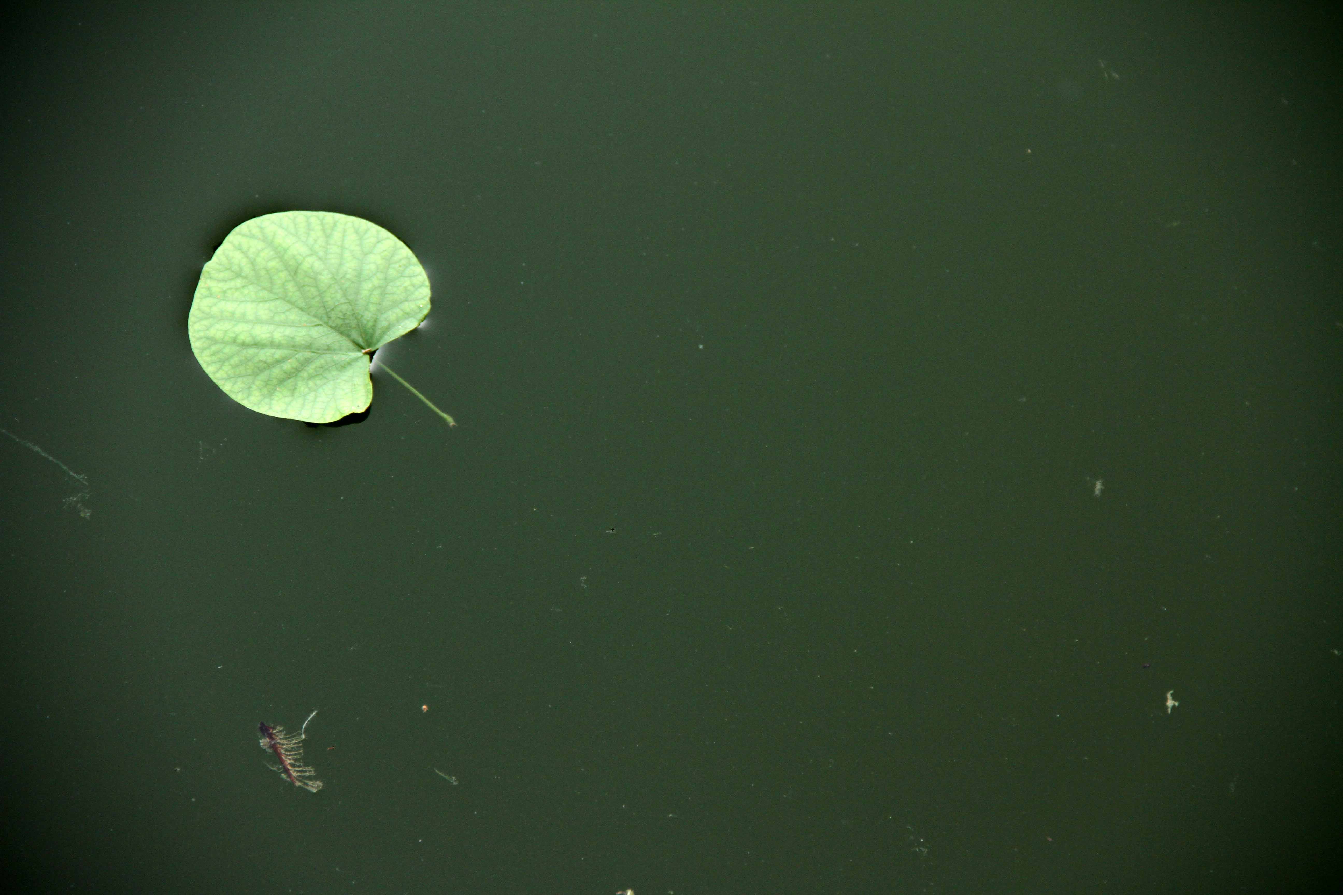 IMG_4697.jpg (5184×3456)