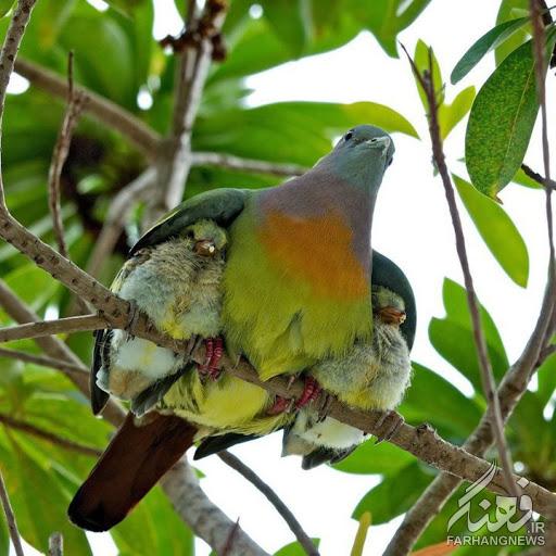 عشق مادرانه در کبوتر