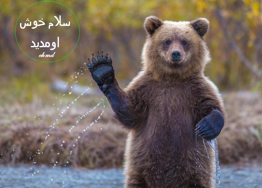 عکس های جالب حیوانات