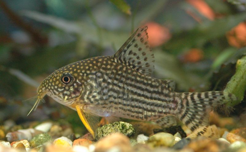 spotted or dotted corydoras 