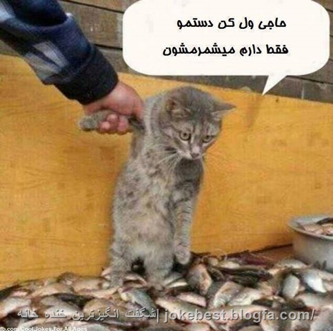 عکس های خنده دار
