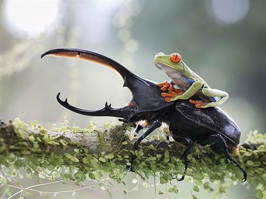 تصاوير زيبا و ديدني از دنياي حيوانات