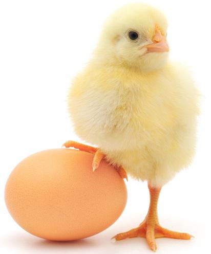 فوائد و نحوه نگهداری تخم مرغ