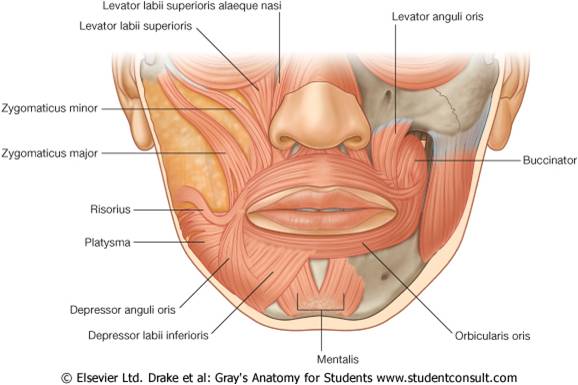 آناتومی عضلات صورت و دهان