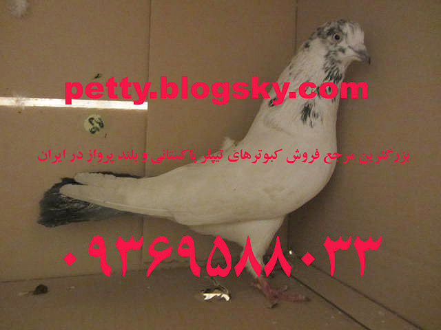 کبوتر تیپلر پاکستانی