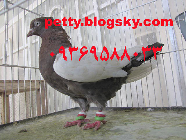 کبوتر سینه سرخ