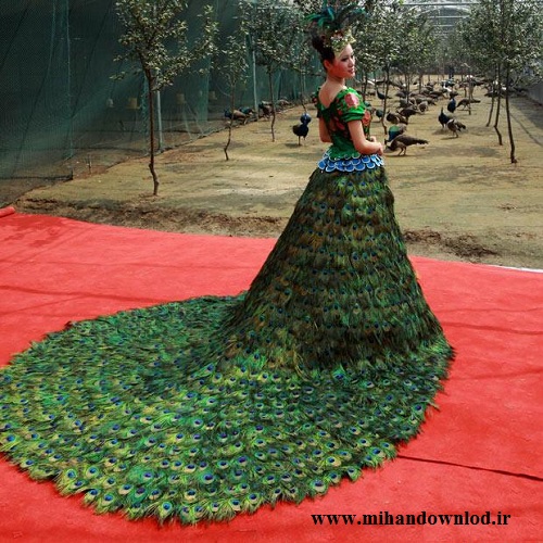 زیبا ترین لباس عروس که از پر طاووس درست شده   عکس