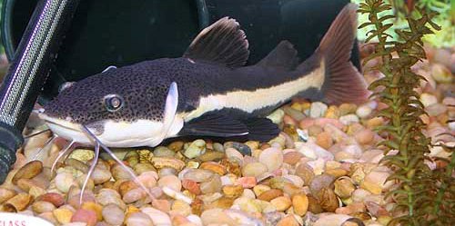 red-tailed catfish