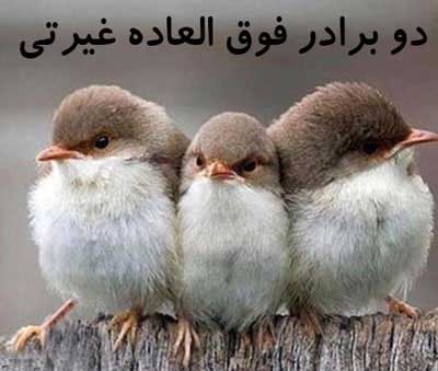 http://s5.picofile.com/file/8110737776/93600172429840056575.jpg