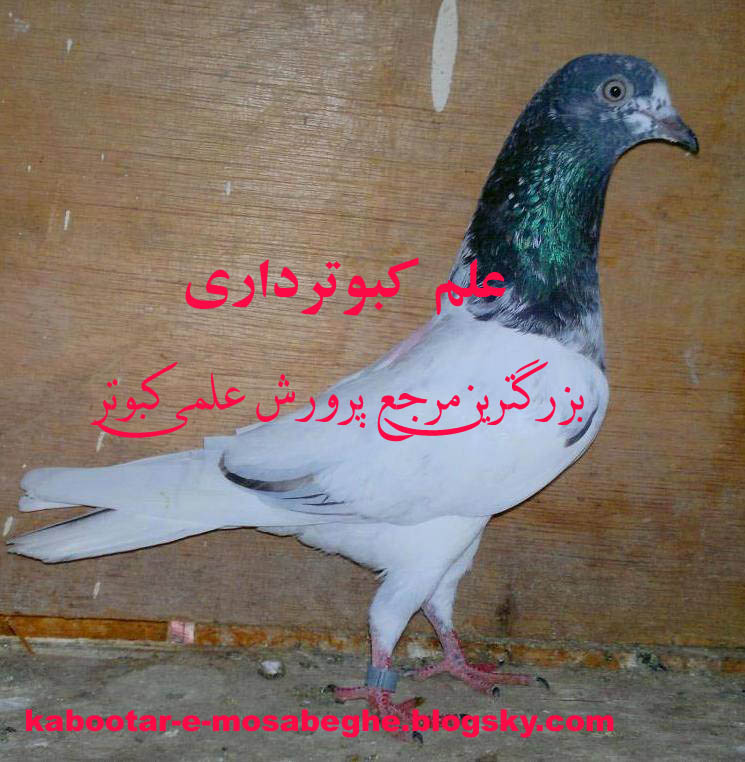 کبوتر تیپلر پاکستانی tippler highflyer