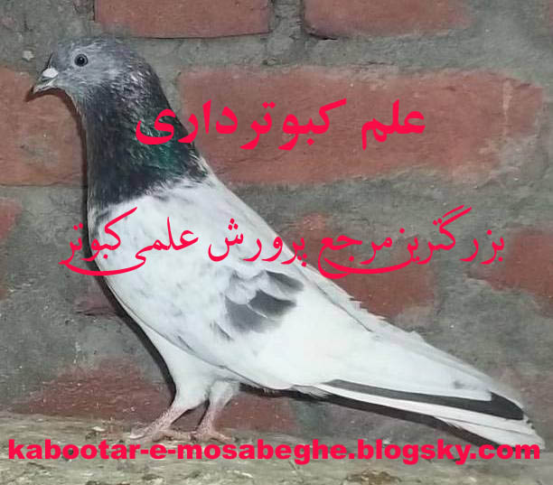 کبوتر تیپلر پاکستانی tippler highflyer