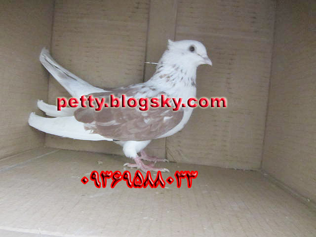 کبوتر پرشی