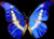 http://s5.picofile.com/file/8111520376/blue_butterfly_0.jpg