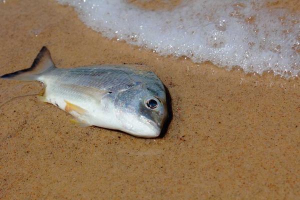 ماهی مرده کنار ساحل