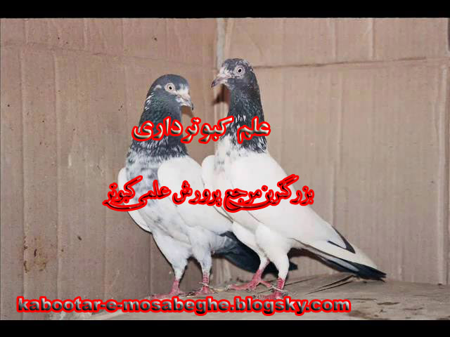 آموزش کبوترهای تیپلر پاکستانی