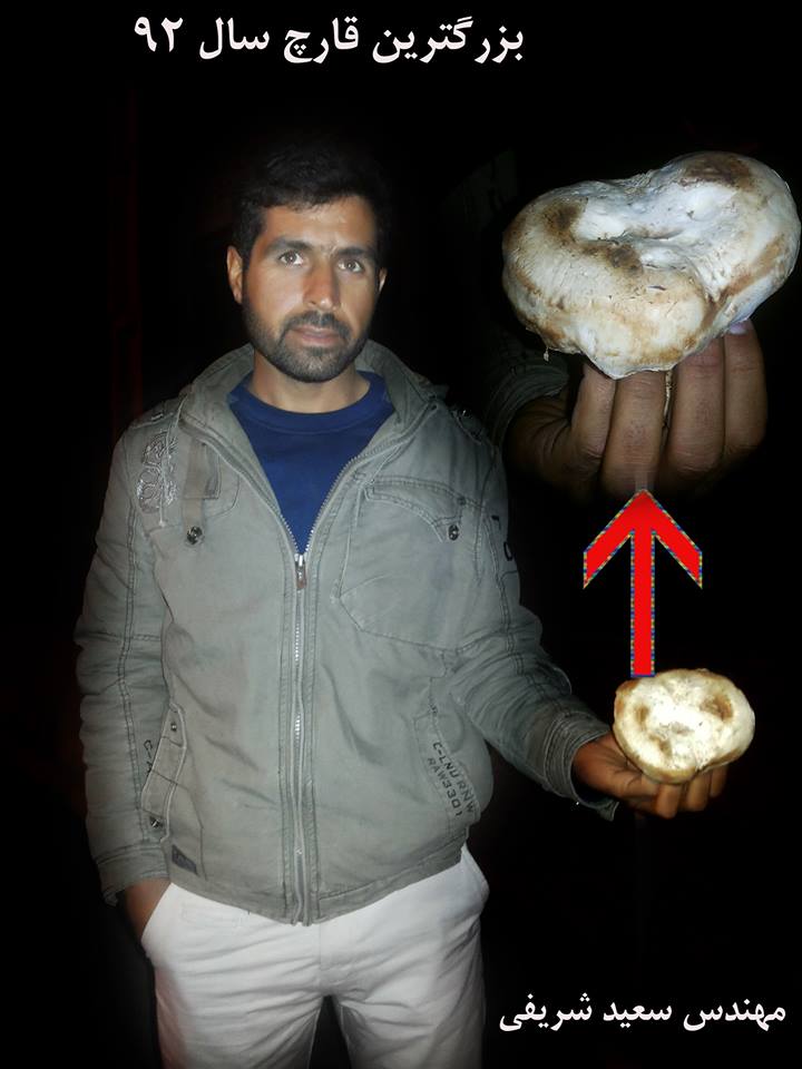http://s5.picofile.com/file/8112875784/big_mashroom.jpg