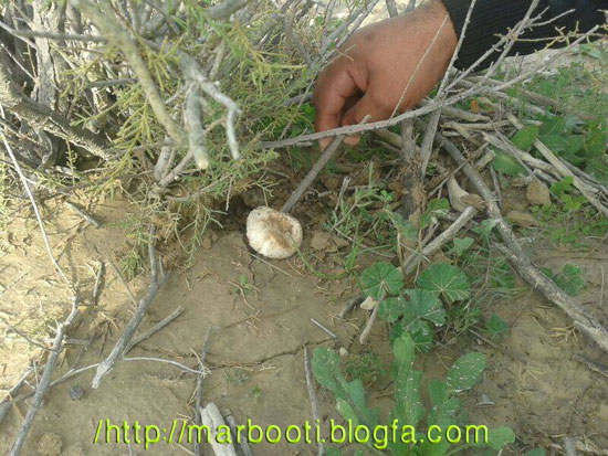 http://s5.picofile.com/file/8112930618/bahare_92_kahneh_5.jpg