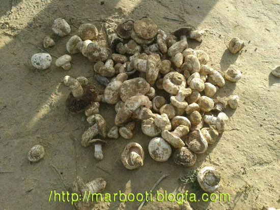 http://s5.picofile.com/file/8112930976/bahare_92_kahneh_11.jpg