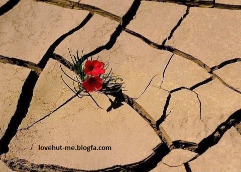 برای مشاهده جملات زیبای دکتر علی شریعتی کلیک کنید 