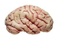 img/daneshnameh_up/e/e5/b.zoo.1.jpg