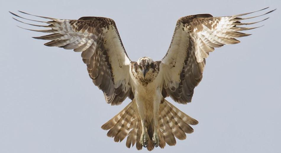 تصاویری از شکار ماهی توسط عقاب