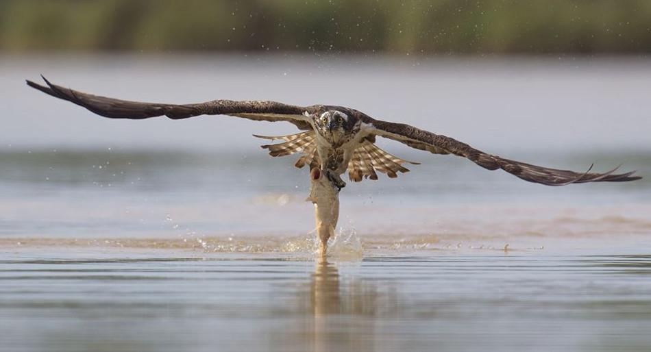 تصاویری از شکار ماهی توسط عقاب