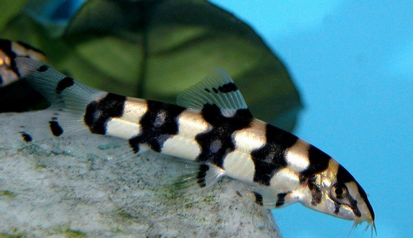 Indian marbled loach