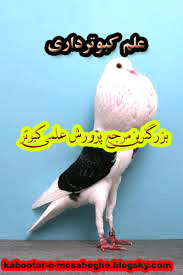 بیماری سیتاکوزیس کبوتر