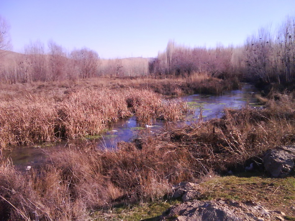 طبیعت فش
