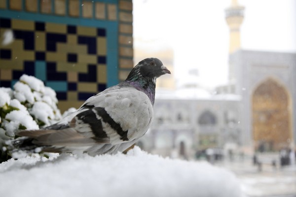 کبوترم که به منقار سجده محتاجم