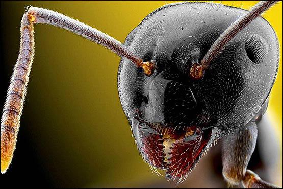 تصویر مورچه از نمای بسیار نزدیک