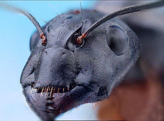 تصویر مورچه از نمای بسیار نزدیک