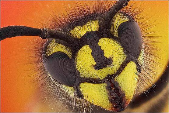 تصویر زنبور عسل از نمای بسیار نزدیک