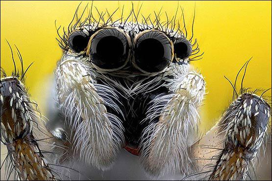 تصویر عنکبوت از نمای بسیار نزدیک